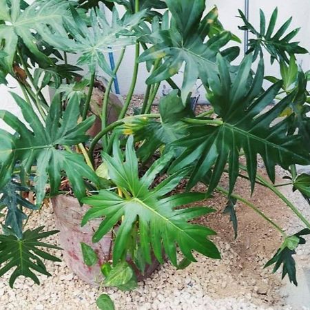 Coral Daire Cancún Dış mekan fotoğraf