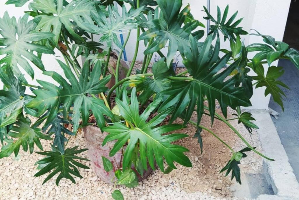 Coral Daire Cancún Dış mekan fotoğraf